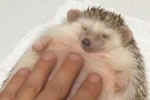 Новой звездой Интернета стал блаженствующий еж