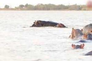 В сети появилось видео, как бегемоты отбили атаку одной из самых агрессивных акул
