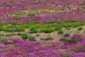 Чудо в Чили: Пустыня Атакама покрылась цветами