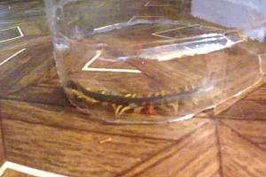 Жители Севастополя обнаружили в домах опасных созданий – сколопендр