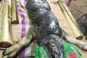 В Таиланде родился теленок мутант — смесь теленка с крокодилом. Видео