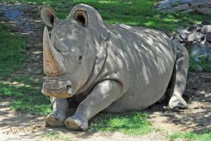 В США умер один самых редких белых носорогов