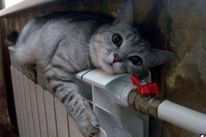 Попробовали бы наши дорогие чиновники наколоть дрова и растопить печь, - журналист