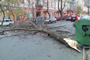 Ураган в Одессе: дерево упало на иномарку, а пенсионерку придавило трубой 