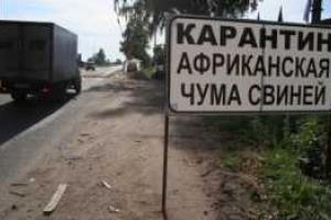 В Одесской области ввели карантин из-за африканской чумы