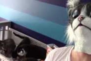 Реакция стаи котов на мужчину в маске. Видео