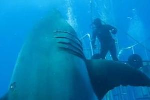 В сети появилось видео самой огромной белой акулы