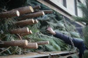 Жителям Донецка продают радиоактивные елки, - СМИ