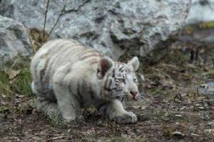 В Крыму погиб последний бенгальский тигренок