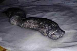 В Казахстане обнаружено неизвестное науке существо