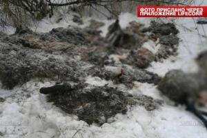 Московские водители шокированы свалкой убитых животных вдоль дороги