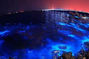 На дне Красного моря найдены неизвестные существа