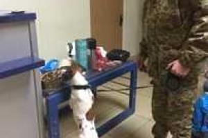В международном аэропорту «Одесса» пограничный пес нашел у пассажира кокаин - Госпогранслужба