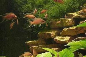 Благоустройство участков с помощью организации искусственных водоемов 