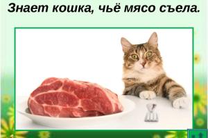 Кормление кошек. Принципы кормления кошек