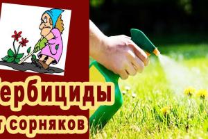 Гербициды «Евро-Лайтнинг» и «Гранстар»