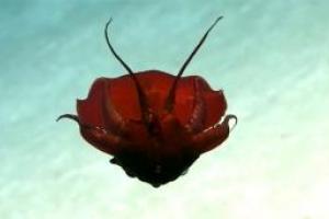 Ученые обнаружили неизвестное существо в Мексиканском заливе, опубликовано видео