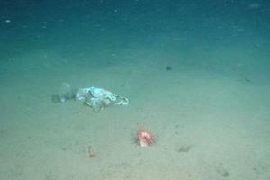 Печальная находка: на дне Марианской впадины найден пластиковый пакет