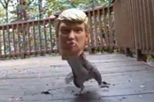 В мире животных: белка с головой Трампа стала звездой сети