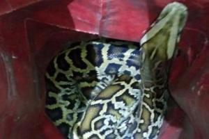 Змеи в городе: хозяева экзотического киевского беглеца нашлись