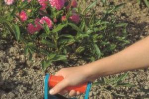 Работы в саду и огороде в сентябре