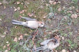 В Северодонецком лесничестве выявлен факт незаконной охоты