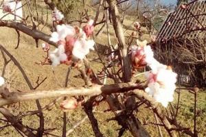 Природа продолжает удивлять: в Карпатах расцвела калина, а во Львове - магнолия