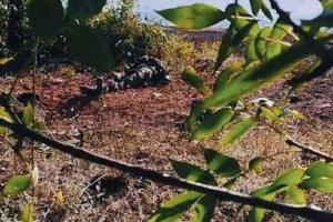 "Кривавий "бізнес" росіян лопнув": на Луганщині ЗСУ повністю ліквідували групу "вагнерівців"