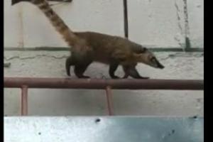 По разбитым домам Северодонецка гуляет носуха: в сети появилось видео очевидцев