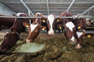 "Лучше вылить, чем продавать": На оккупированной Луганщине фермерам предлагают по 7 рублей за литр молока