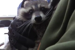 Кринж дня: вкраденого з Херсона єнота окупанти зарахували до університету