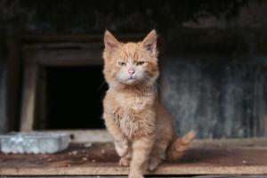 Хвостатые заложники войны: какая ситуация с брошенными животными в Северодонецке