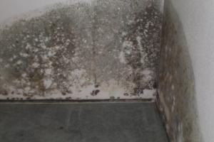 "Вся обувь в квартирах покрылась плесенью": в сети сообщают о новых проблемах жителей Лисичанска