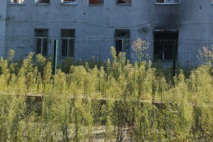"Город процветает": На тротуарах оккупированного Северодонецка растут тыквы - фото