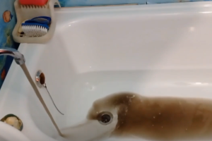 "Платим за муляку": В сети показали, какая вода течет из-под крана оккупированного Антрацита - видео