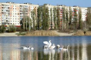 Лебеді та чаплі: як зараз виглядає Чисте озеро у Сєвєродонецьку - відео