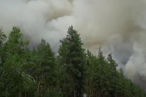 "Вот так у нас леса горят": Житель Северодонецка показал на видео, как столбы дыма поднимаются над городом