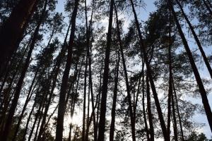 Штраф у 5000 рублів: окупанти забороняють мешканцям Луганщини викидати новорічні ялинки