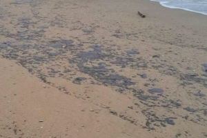 Черное море под угрозой: пятна мазута достигли популярных курортов Крыма