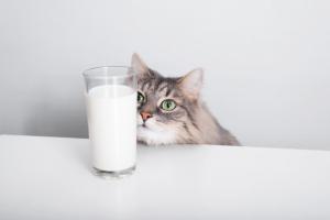 Почему котам нельзя давать молоко: ученые удивили запретом