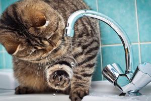 В Лисичанске опять отключат воду: известны даты 