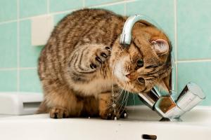 Отключат ли воду в Лисичанске?: власти города прокомментировали ситуацию