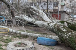 В Херсоне буря повалила дерево на ребенка