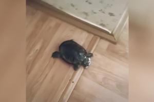 Чудеса скорости: сеть покорила черепаха, сумевшая "обокрасть" кота и скрыться (видео)