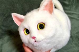 Странная мода: в мире стали популярными сумки, которые не отличить от живых котов (фото)