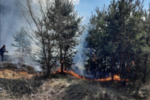 В Северодонецке полыхали деревья и трава у Чистого озера: поджигатели сами себя выдали (фото)