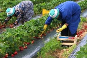В СМИ назвали число украинцев, уехавших во время карантина в Польшу на заработки