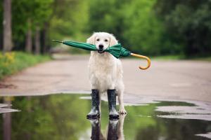 В ГСЧС Украины предупреждают об ухудшении погодных условий