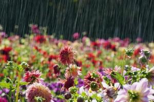 По Украине движется атмосферный фронт, который может принести дожди