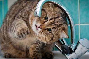 В Лисичанске снова перебои с водой: что говорят в "Лисичанскводоканале"